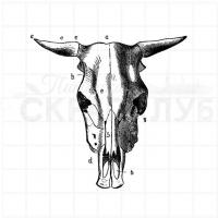 Фотополимерный штамп "Череп быка", от Питерского Скрапклуба