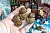 Миниатюра из полимерной глины Шлем аквалангиста 37*25 мм., от ЮGartShop