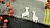Чипборд Фантастическая тварь 2-1, коллекция Гарри Поттер,21х54 мм, 34х55 мм, Goldenchip